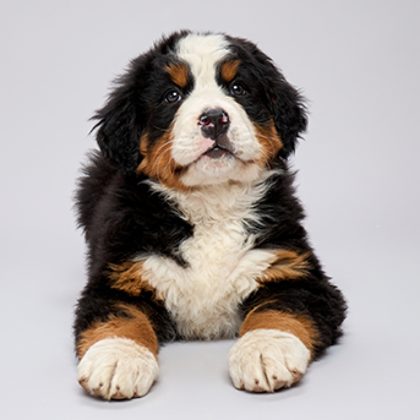 Cachorro de Boyero de Berna de pelaje largo tricolor.jpg